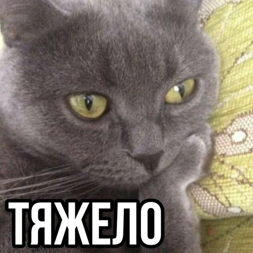 🫠 Стикер «leyapepel» для Telegram