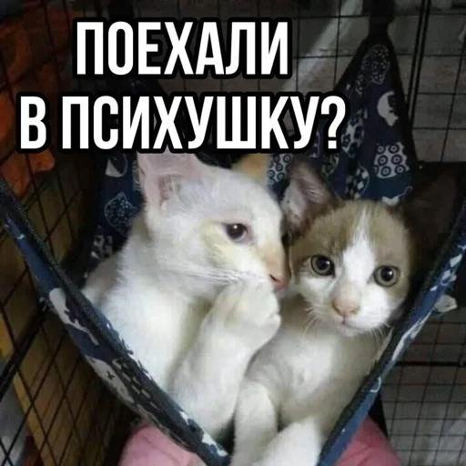 🤯 Стикер «leyapepel» для Telegram