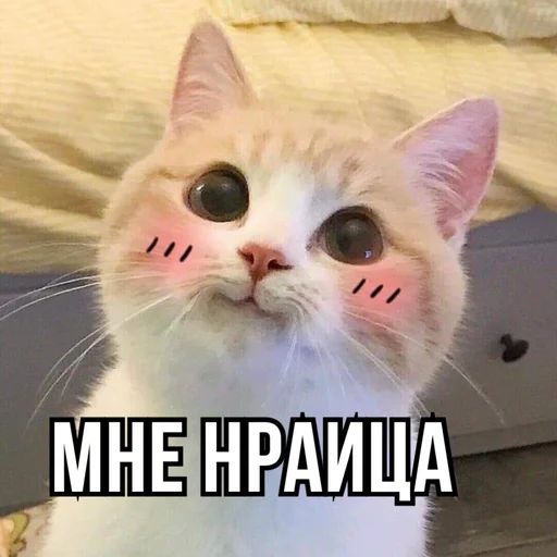 😍 Стикер «leyapepel» для Telegram