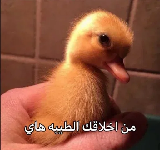 👍 Стикер «lhusssseeeein» для Telegram