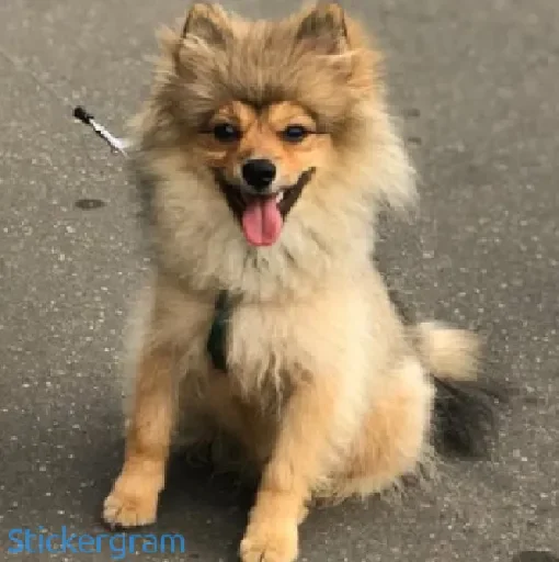 🐶 Стикер «Никола Lida ))» для Telegram