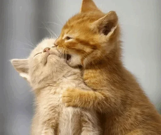 😣 Стикер «Life is too short» для Telegram