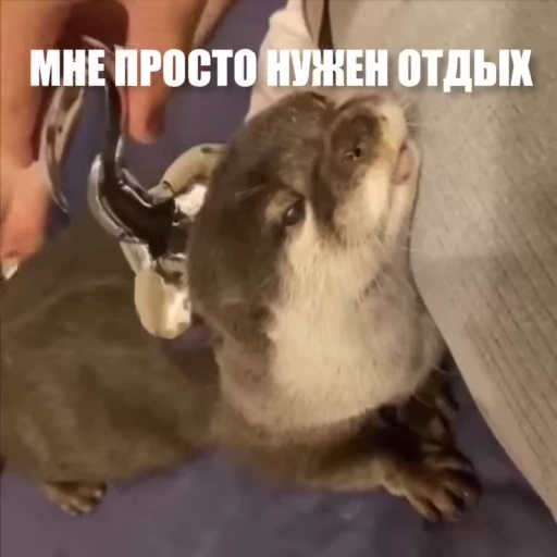 🤗 Стикер «Новый видеопак» для Telegram