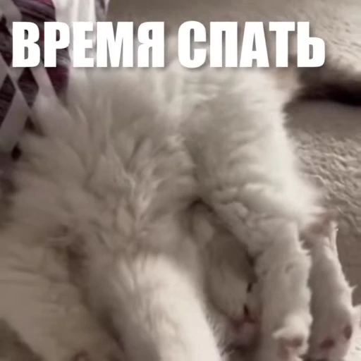 🫠 Стикер «Новый видеопак» для Telegram