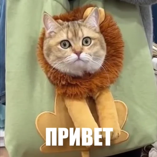 Стикерпак Новый видеопак для Telegram — скачать