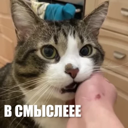 🤨 Стикер «Новый видеопак» для Telegram