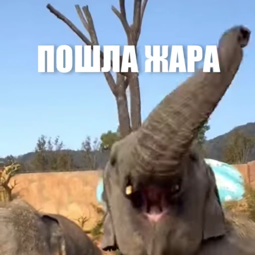 😃 Стикер «Новый видеопак» для Telegram