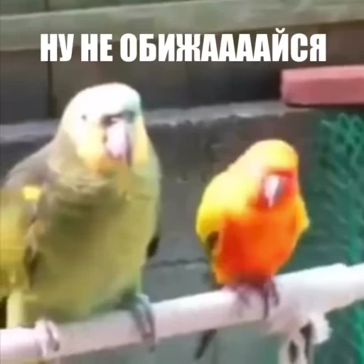 🙃 Стикер «Новый видеопак» для Telegram