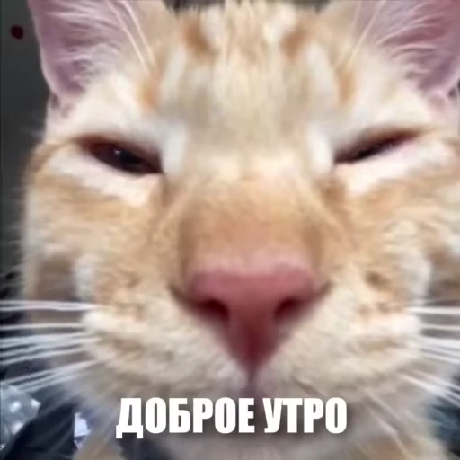 😶‍🌫️ Стикер «Новый видеопак» для Telegram
