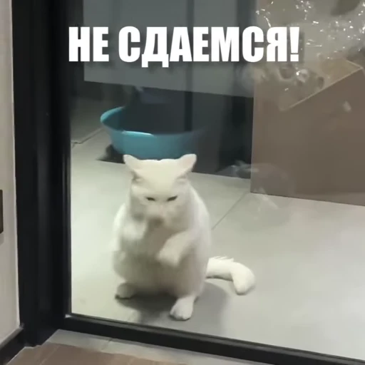 😉 Стикер «Новый видеопак» для Telegram