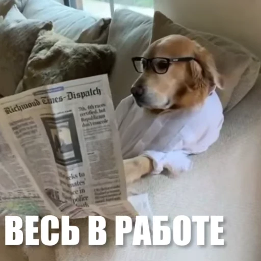 💼 Стикер «Новый видеопак» для Telegram