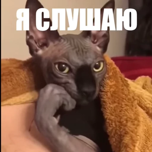 😃 Стикер «Новый видеопак» для Telegram