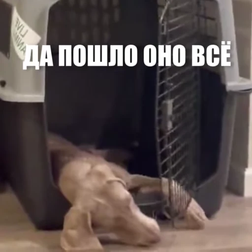 😠 Стикер «Новый видеопак» для Telegram