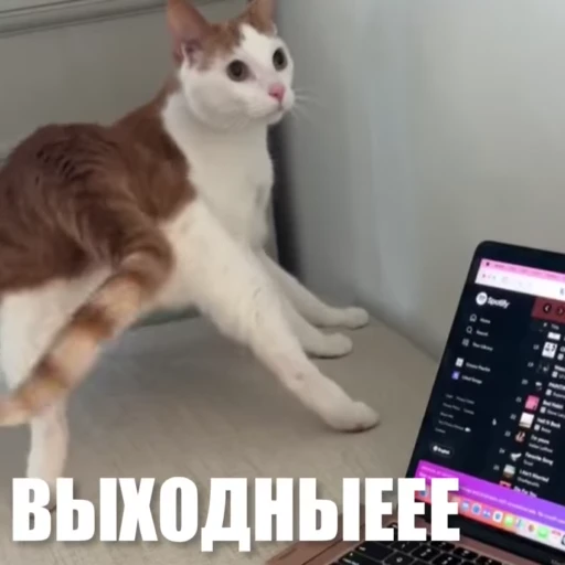 😀 Стикер «Новый видеопак» для Telegram