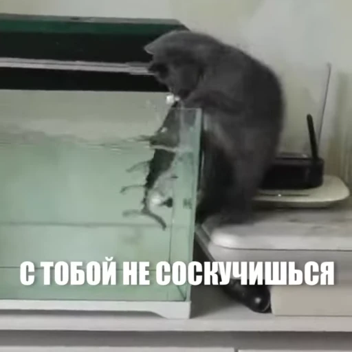 😏 Стикер «Новый видеопак» для Telegram