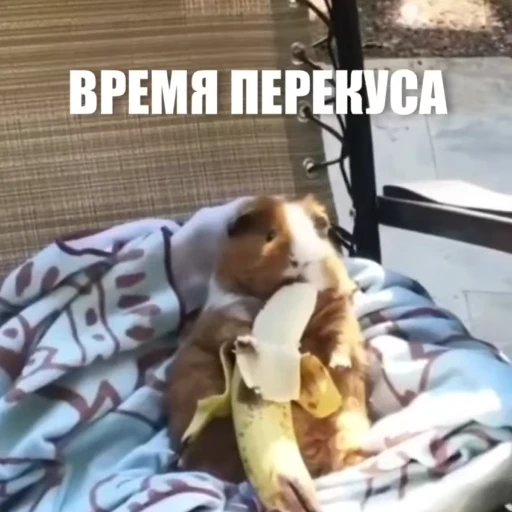 😀 Стикер «Новый видеопак» для Telegram