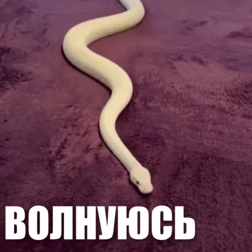 🙄 Стикер «Новый видеопак» для Telegram