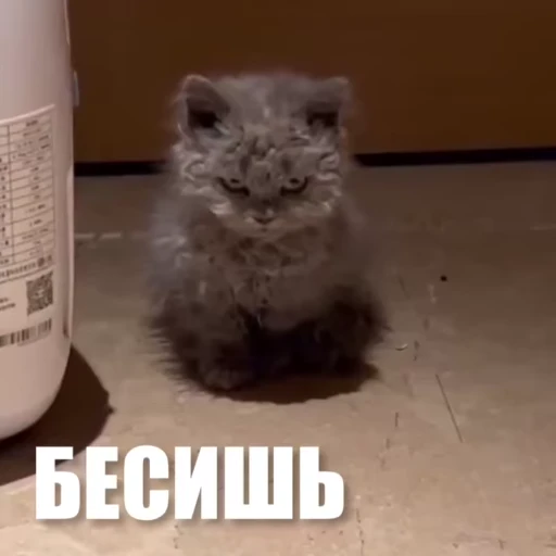 😤 Стикер «Новый видеопак» для Telegram