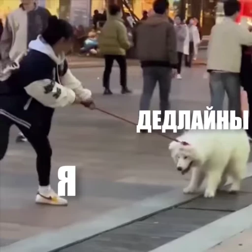 😬 Стикер «Новый видеопак» для Telegram