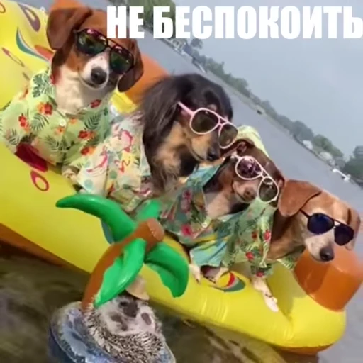 🥳 Стикер «Новый видеопак» для Telegram