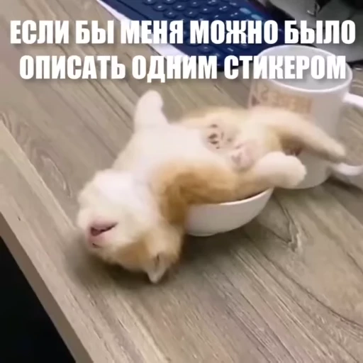 😴 Стикер «Новый видеопак» для Telegram