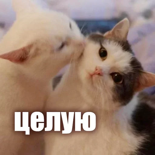🥰 Стикер «ЖЮ Видео НГ» для Telegram