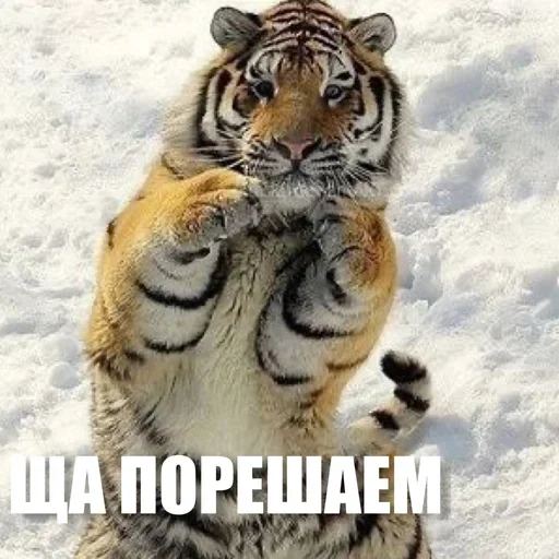 😉 Стикер «ЖЮ Видео НГ» для Telegram