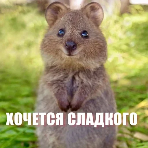 😃 Стикер «ЖЮ Видео НГ» для Telegram