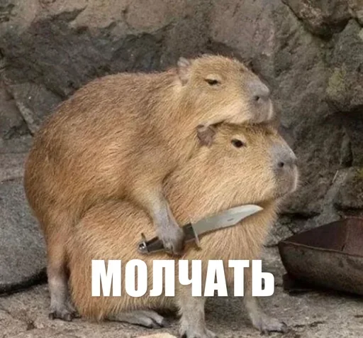 😼 Стикер «ЖЮ Видео НГ» для Telegram