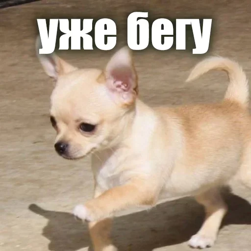 ⛹️ Стикер «ЖЮ Видео НГ» для Telegram