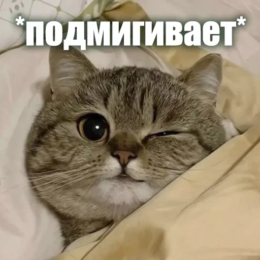 😜 Стикер «ЖЮ Видео НГ» для Telegram
