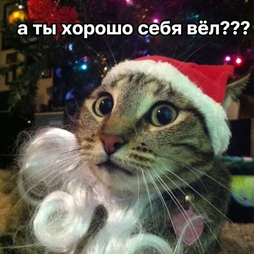 🥸 Стикер «ЖЮ Видео НГ» для Telegram