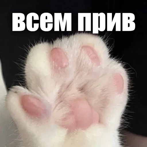 👋 Стикер «ЖЮ Видео НГ» для Telegram