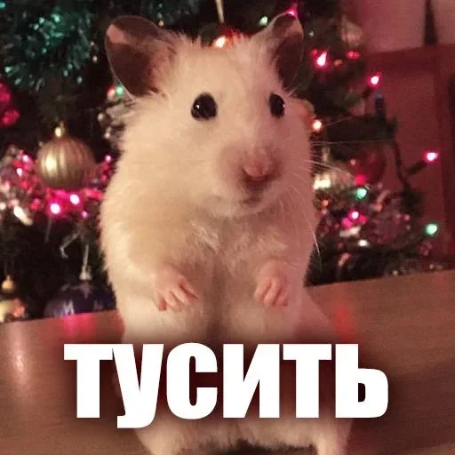 🌟 Стикер «ЖЮ Видео НГ» для Telegram