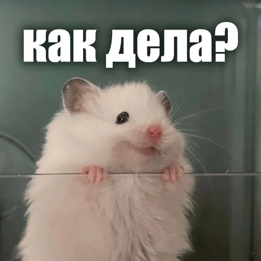 😃 Стикер «ЖЮ Видео НГ» для Telegram