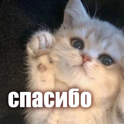 🙌 Стикер «ЖЮ Видео НГ» для Telegram
