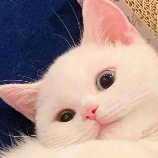 😁 Стикер «ЖЮ Видео Фотопак» для Telegram