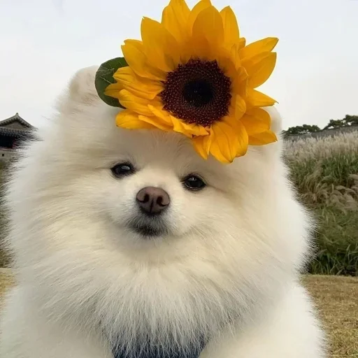 💐 Стикер «ЖЮ Видео Фотопак» для Telegram