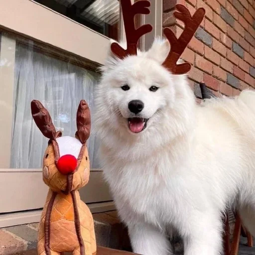 🎿 Стикер «ЖЮ Видео Фотопак» для Telegram