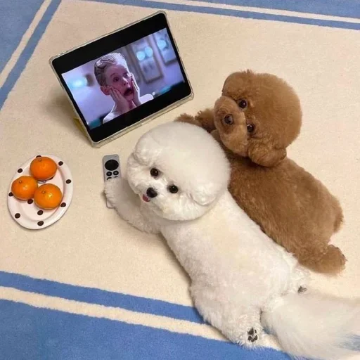 🍊 Стикер «ЖЮ Видео Фотопак» для Telegram