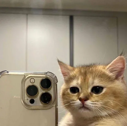 👿 Стикер «ЖЮ Видео Фотопак» для Telegram