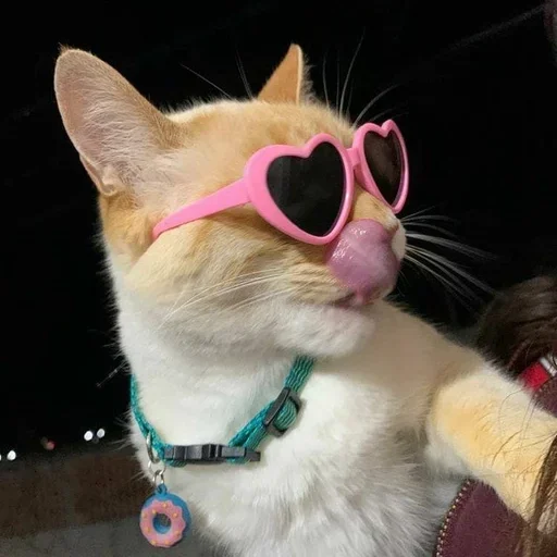 😜 Стикер «ЖЮ Видео Фотопак» для Telegram