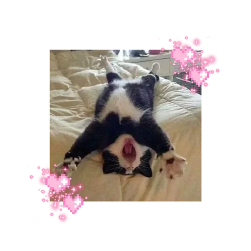 🐱 Стикер «likecats» для Telegram