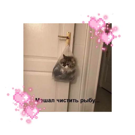 🐱 Стикер «likecats» для Telegram