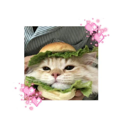 🐱 Стикер «likecats» для Telegram