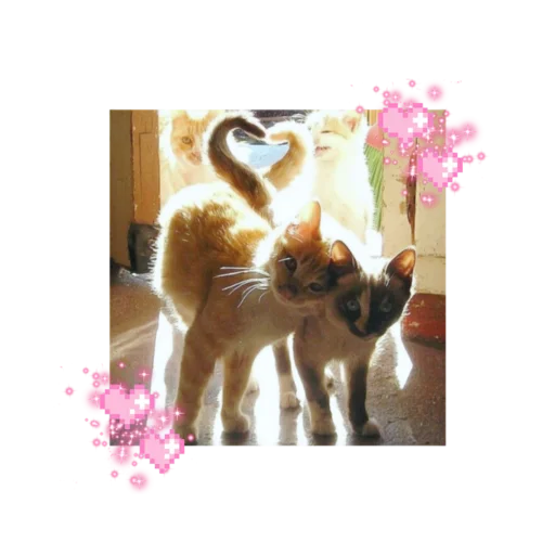 🐱 Стикер «likecats» для Telegram