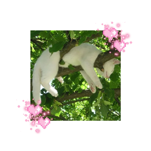 🐱 Стикер «likecats» для Telegram