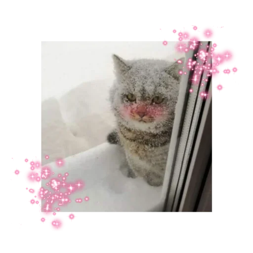 🐱 Стикер «likecats» для Telegram
