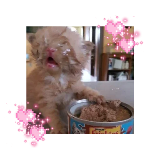 🐱 Стикер «likecats» для Telegram
