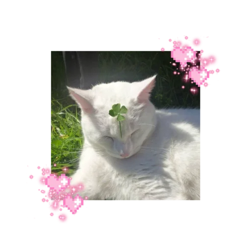 🐱 Стикер «likecats» для Telegram